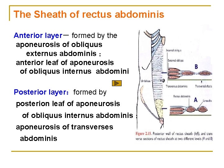 The Sheath of rectus abdominis Anterior layer－ formed by the aponeurosis of obliquus externus