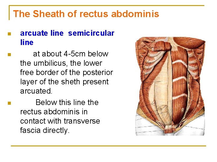 The Sheath of rectus abdominis n n n arcuate line semicircular line at about