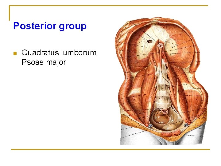 Posterior group n Quadratus lumborum Psoas major 