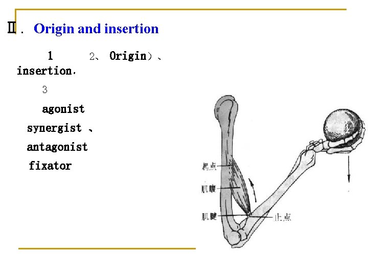 Ⅱ. Origin and insertion 1 2、 Origin）、 insertion， 3 agonist synergist 、 antagonist fixator