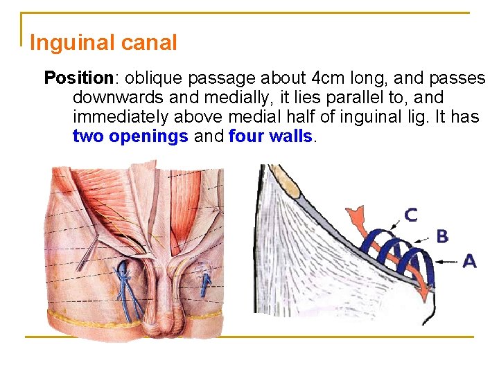 Inguinal canal Position: oblique passage about 4 cm long, and passes downwards and medially,