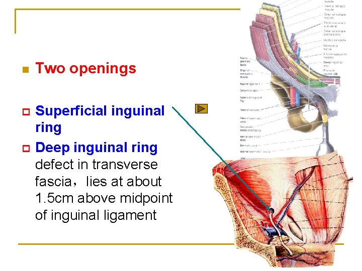 n Two openings p Superficial inguinal ring Deep inguinal ring defect in transverse fascia，lies
