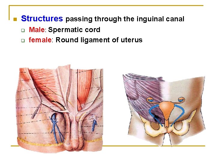 n Structures passing through the inguinal canal q q Male: Spermatic cord female: Round