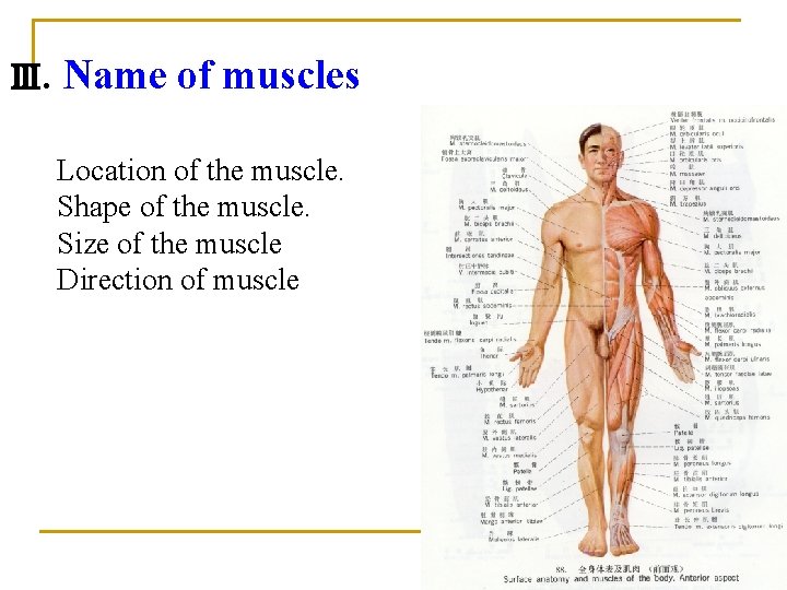 Ⅲ. Name of muscles Location of the muscle. Shape of the muscle. Size of