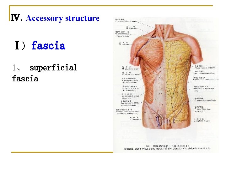 Ⅳ. Accessory structure Ⅰ) fascia 1、 superficial fascia 