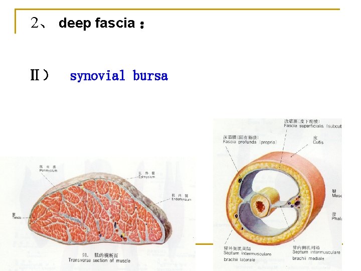 2、 deep fascia ： Ⅱ） synovial bursa 