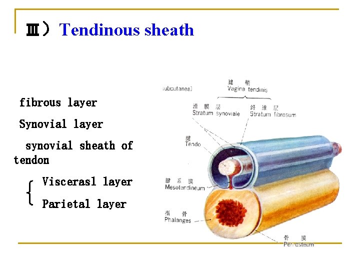 Ⅲ）Tendinous sheath fibrous layer Synovial layer synovial sheath of tendon Viscerasl layer Parietal layer