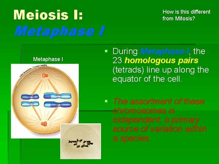 Meiosis I: Metaphase I How is this different from Mitosis? § During Metaphase I,