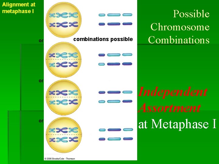 Alignment at metaphase I or combinations possible Possible Chromosome Combinations or or Independent Assortment