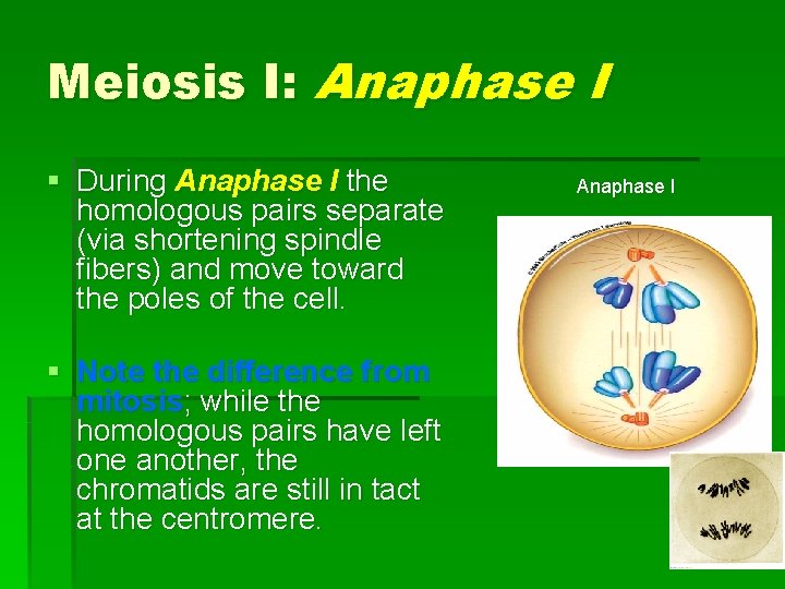Meiosis I: Anaphase I § During Anaphase I the homologous pairs separate (via shortening