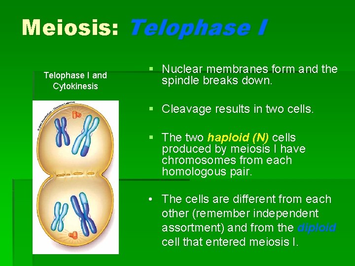 Meiosis: Telophase I and Cytokinesis § Nuclear membranes form and the spindle breaks down.