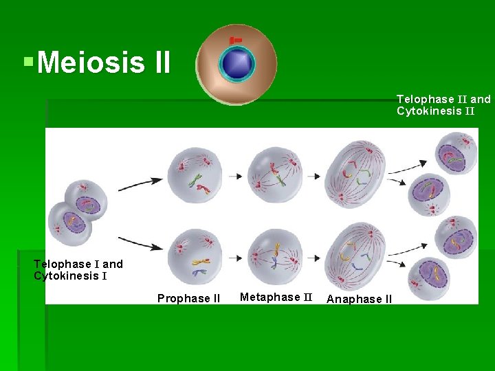 §Meiosis II Telophase II and Cytokinesis II Telophase I and Cytokinesis I Prophase II