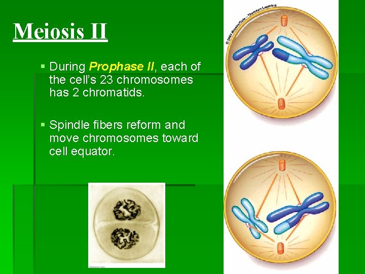 Meiosis II § During Prophase II, each of the cell’s 23 chromosomes has 2