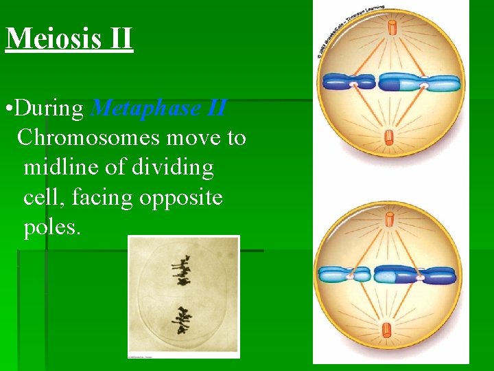 Meiosis II • During Metaphase II Chromosomes move to midline of dividing cell, facing