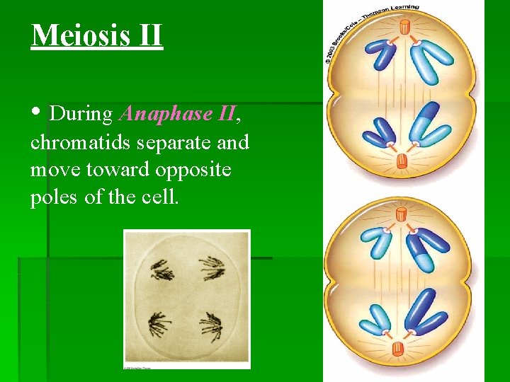 Meiosis II • During Anaphase II, chromatids separate and move toward opposite poles of