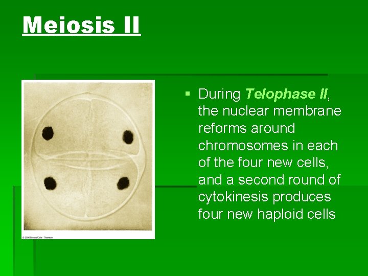 Meiosis II § During Telophase II, the nuclear membrane reforms around chromosomes in each