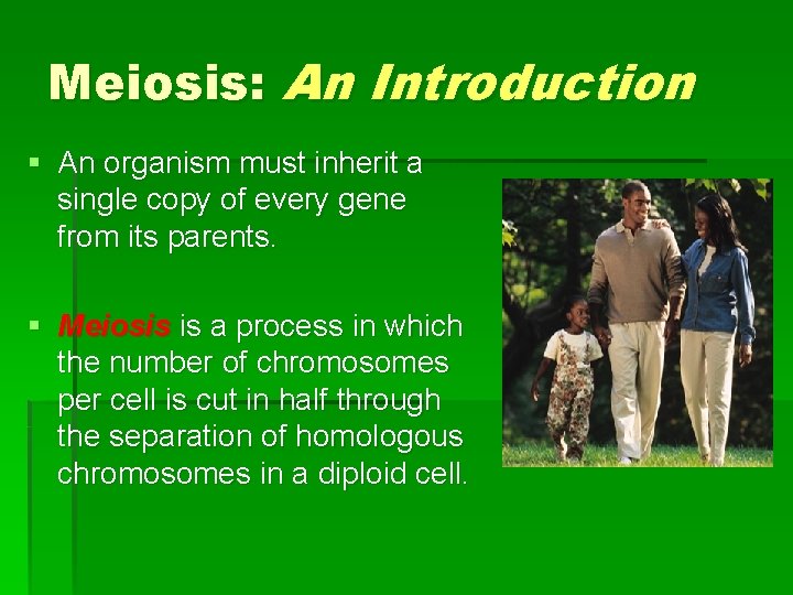 Meiosis: An Introduction § An organism must inherit a single copy of every gene