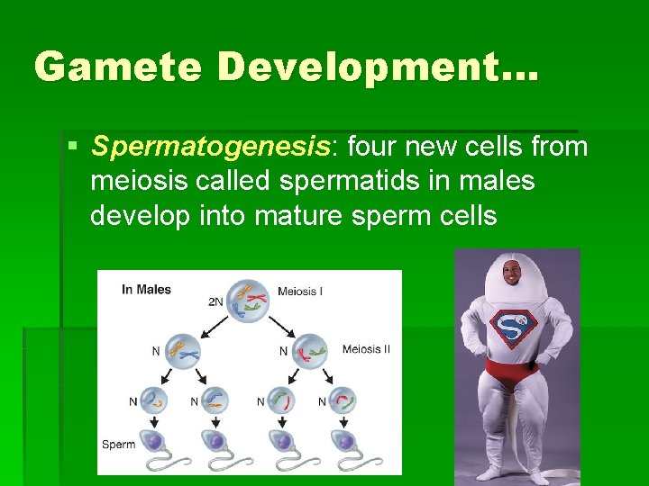 Gamete Development… § Spermatogenesis: four new cells from meiosis called spermatids in males develop