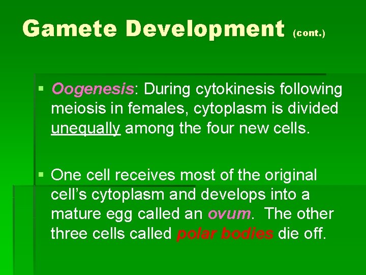 Gamete Development (cont. ) § Oogenesis: During cytokinesis following meiosis in females, cytoplasm is