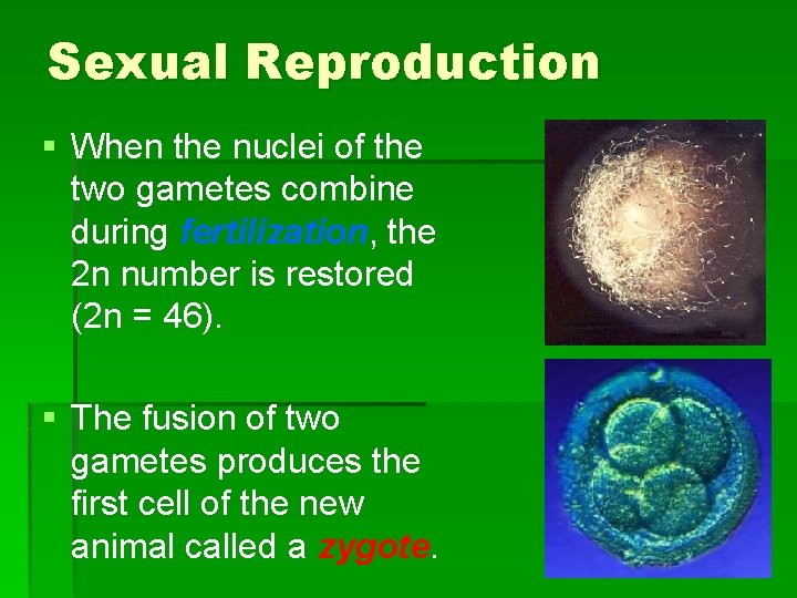 Sexual Reproduction § When the nuclei of the two gametes combine during fertilization, the