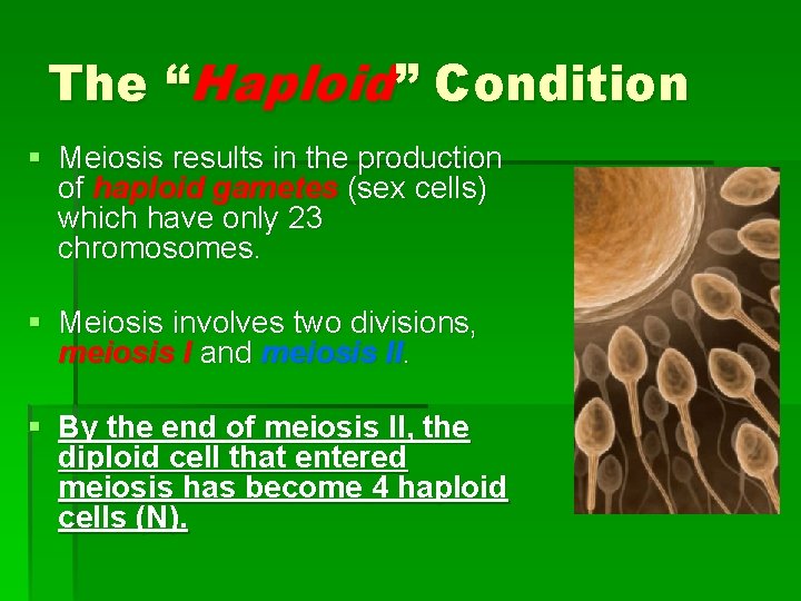 The “Haploid” Condition § Meiosis results in the production of haploid gametes (sex cells)