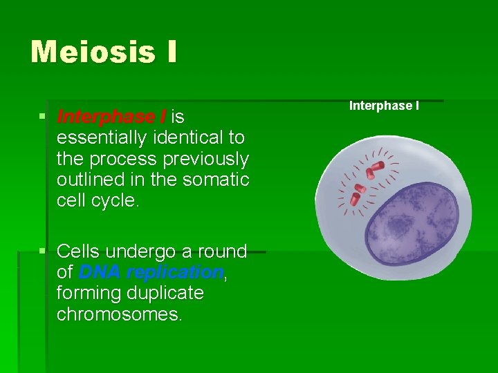 Meiosis I § Interphase I is essentially identical to the process previously outlined in