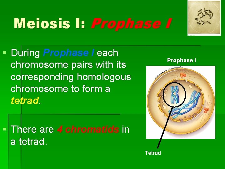 Meiosis I: Prophase I § During Prophase I each chromosome pairs with its corresponding