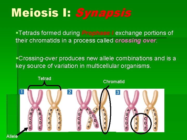 Meiosis I: Synapsis §Tetrads formed during Prophase I exchange portions of their chromatids in