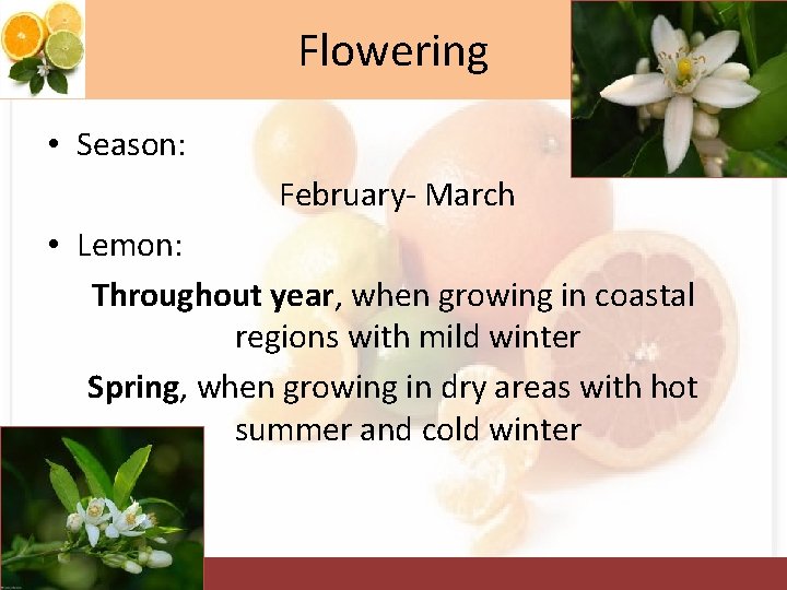 Flowering • Season: February- March • Lemon: Throughout year, when growing in coastal regions