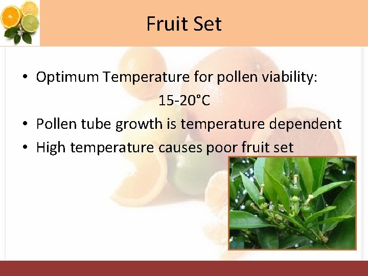Fruit Set • Optimum Temperature for pollen viability: 15 -20°C • Pollen tube growth