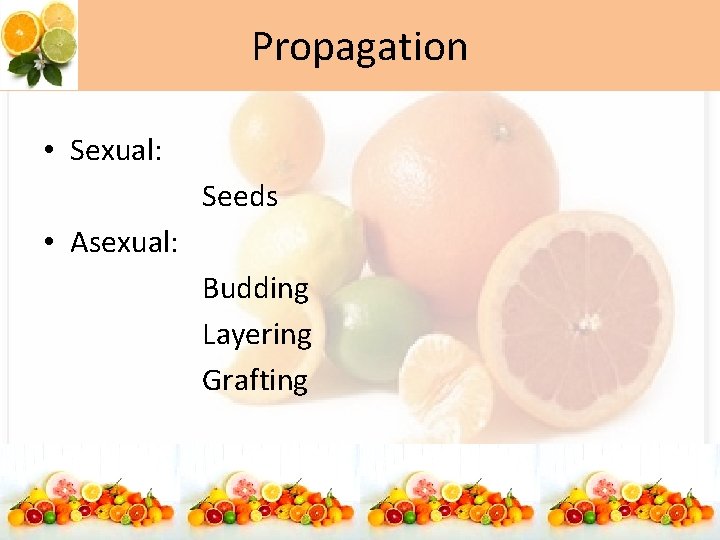 Propagation • Sexual: Seeds • Asexual: Budding Layering Grafting 