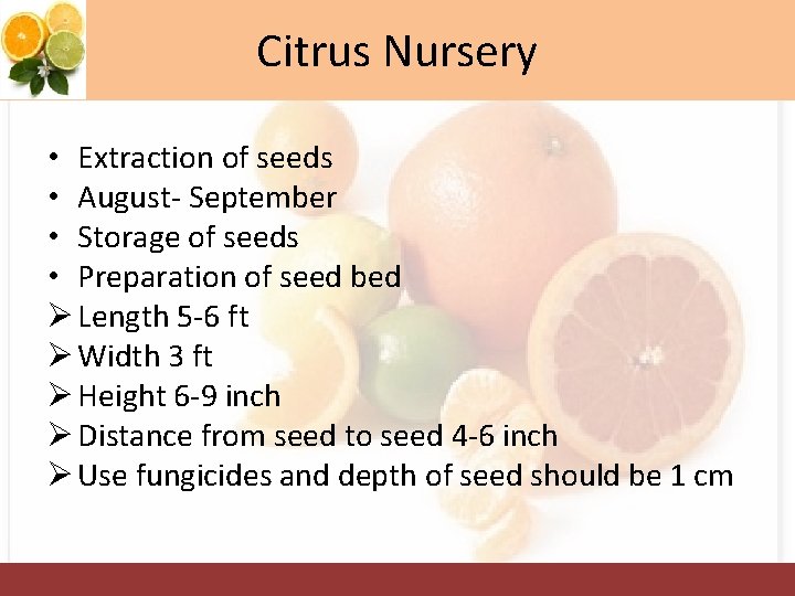 Citrus Nursery • Extraction of seeds • August- September • Storage of seeds •