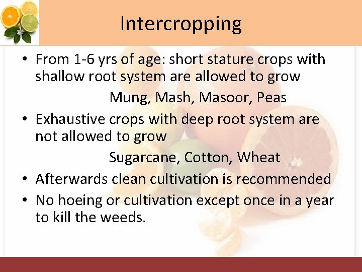 Intercropping • From 1 -6 yrs of age: short stature crops with shallow root