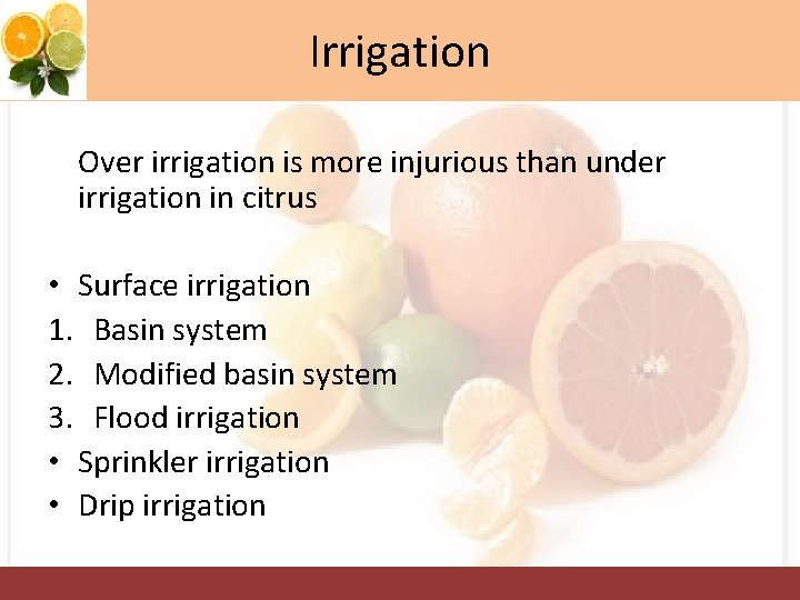 Irrigation Over irrigation is more injurious than under irrigation in citrus • Surface irrigation