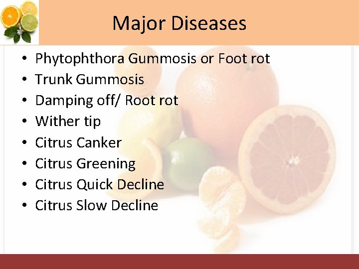 Major Diseases • • Phytophthora Gummosis or Foot rot Trunk Gummosis Damping off/ Root