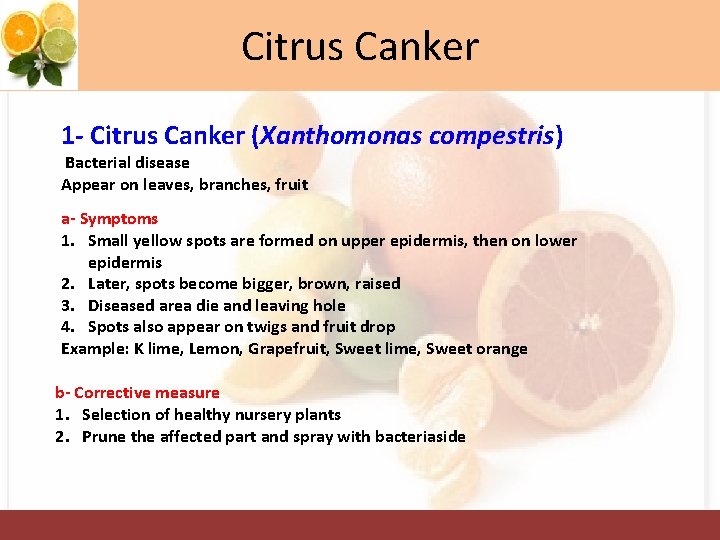 Citrus Canker 1 - Citrus Canker (Xanthomonas compestris) Bacterial disease Appear on leaves, branches,