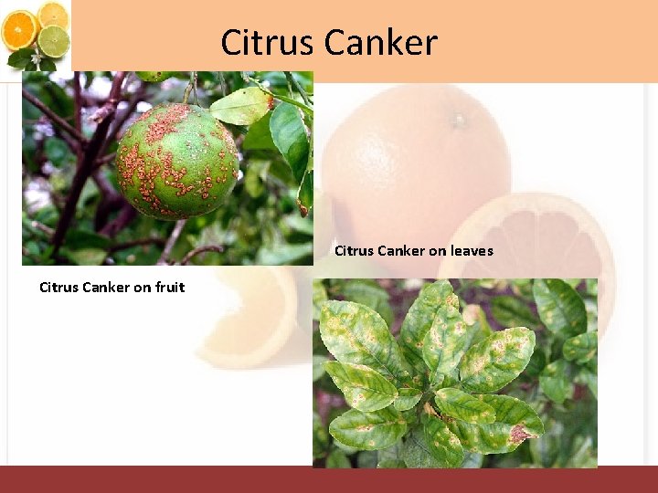 Citrus Canker on leaves Citrus Canker on fruit 