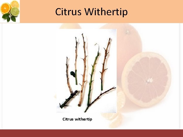 Citrus Withertip Citrus withertip 