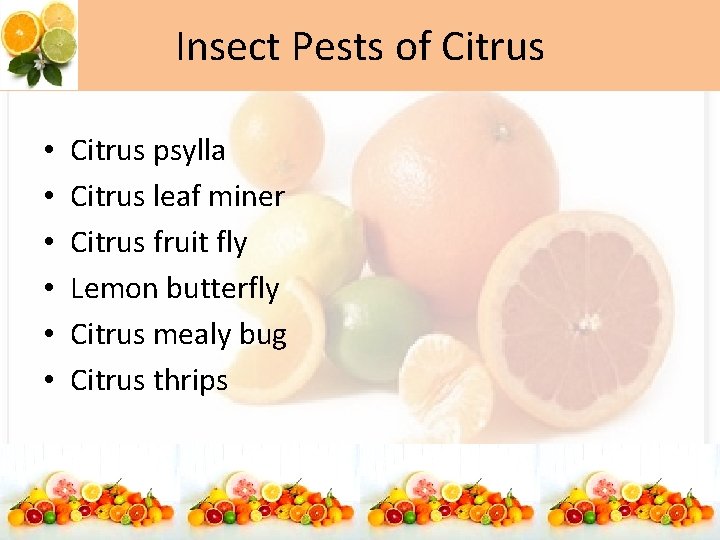 Insect Pests of Citrus • • • Citrus psylla Citrus leaf miner Citrus fruit