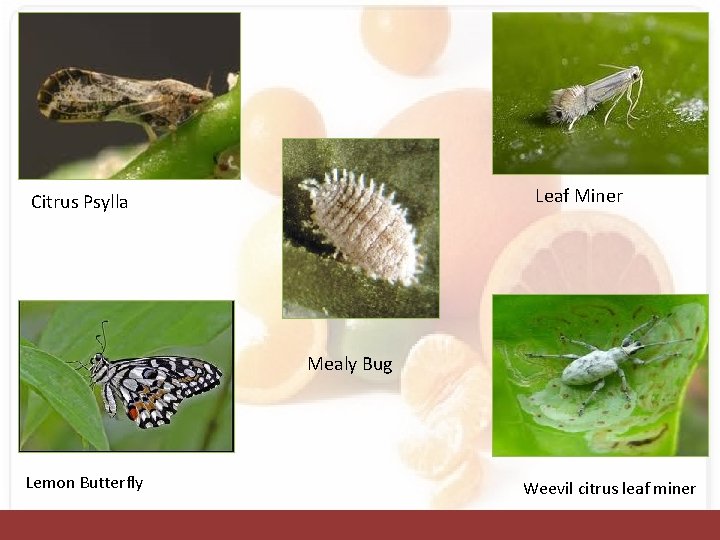 Leaf Miner Citrus Psylla Mealy Bug Lemon Butterfly Weevil citrus leaf miner 