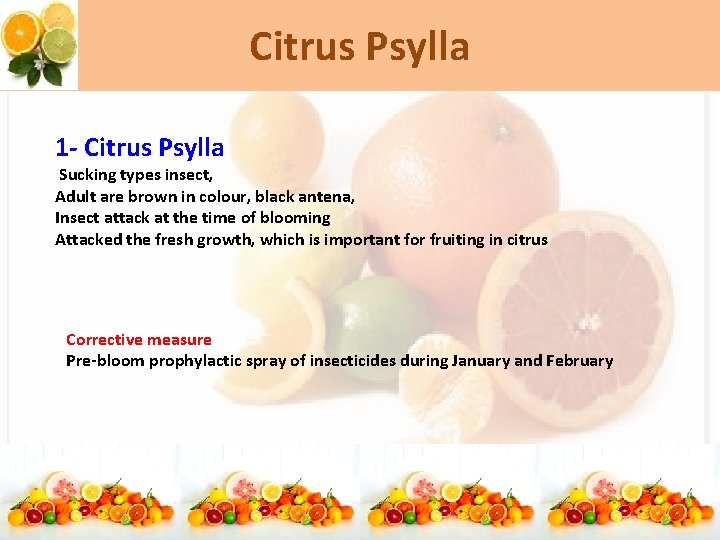 Citrus Psylla 1 - Citrus Psylla Sucking types insect, Adult are brown in colour,