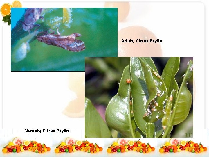 Adult; Citrus Psylla Nymph; Citrus Psylla 