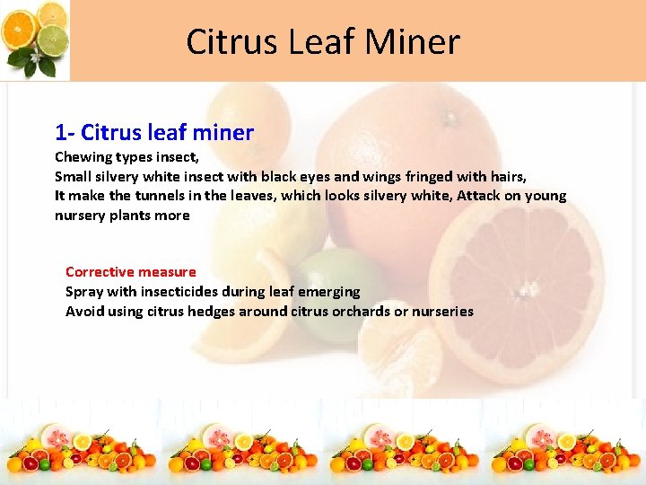 Citrus Leaf Miner 1 - Citrus leaf miner Chewing types insect, Small silvery white