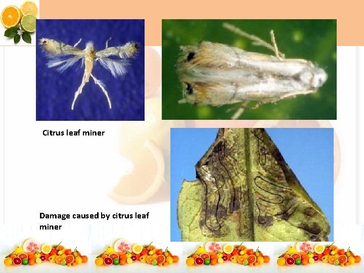 Citrus leaf miner Damage caused by citrus leaf miner 