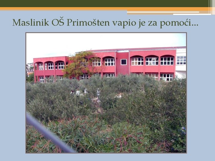 Maslinik OŠ Primošten vapio je za pomoći. . . 