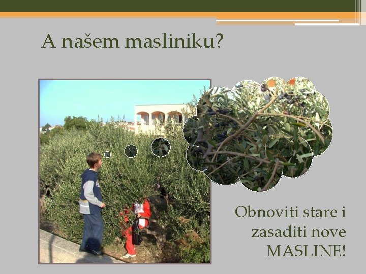 A našem masliniku? Obnoviti stare i zasaditi nove MASLINE! 