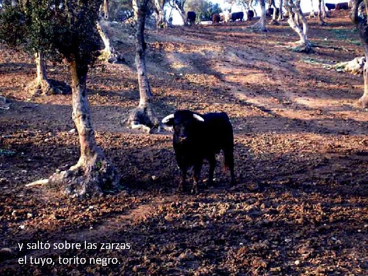 y saltó sobre las zarzas el tuyo, torito negro. 