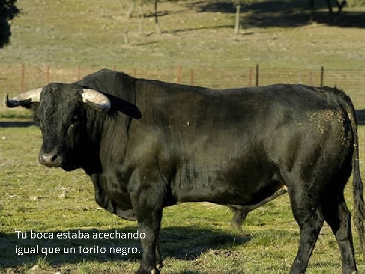 Tu boca estaba acechando igual que un torito negro. 