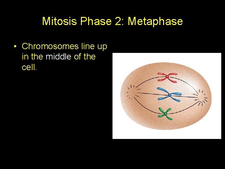 Mitosis Phase 2: Metaphase • Chromosomes line up in the middle of the cell.