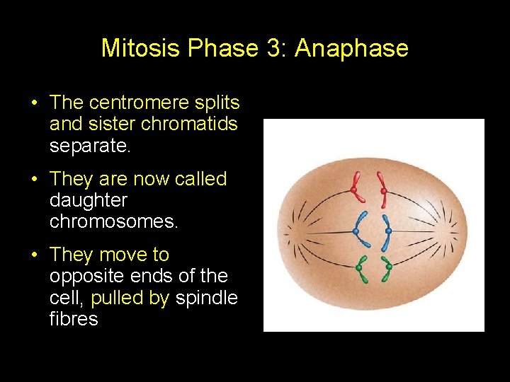 Mitosis Phase 3: Anaphase • The centromere splits and sister chromatids separate. • They